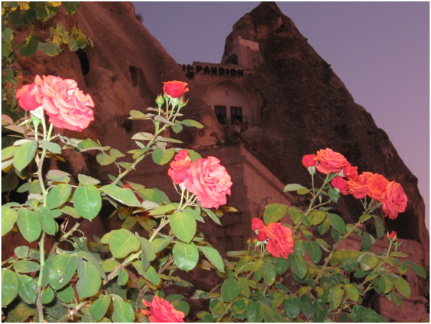 Розы в Гереме