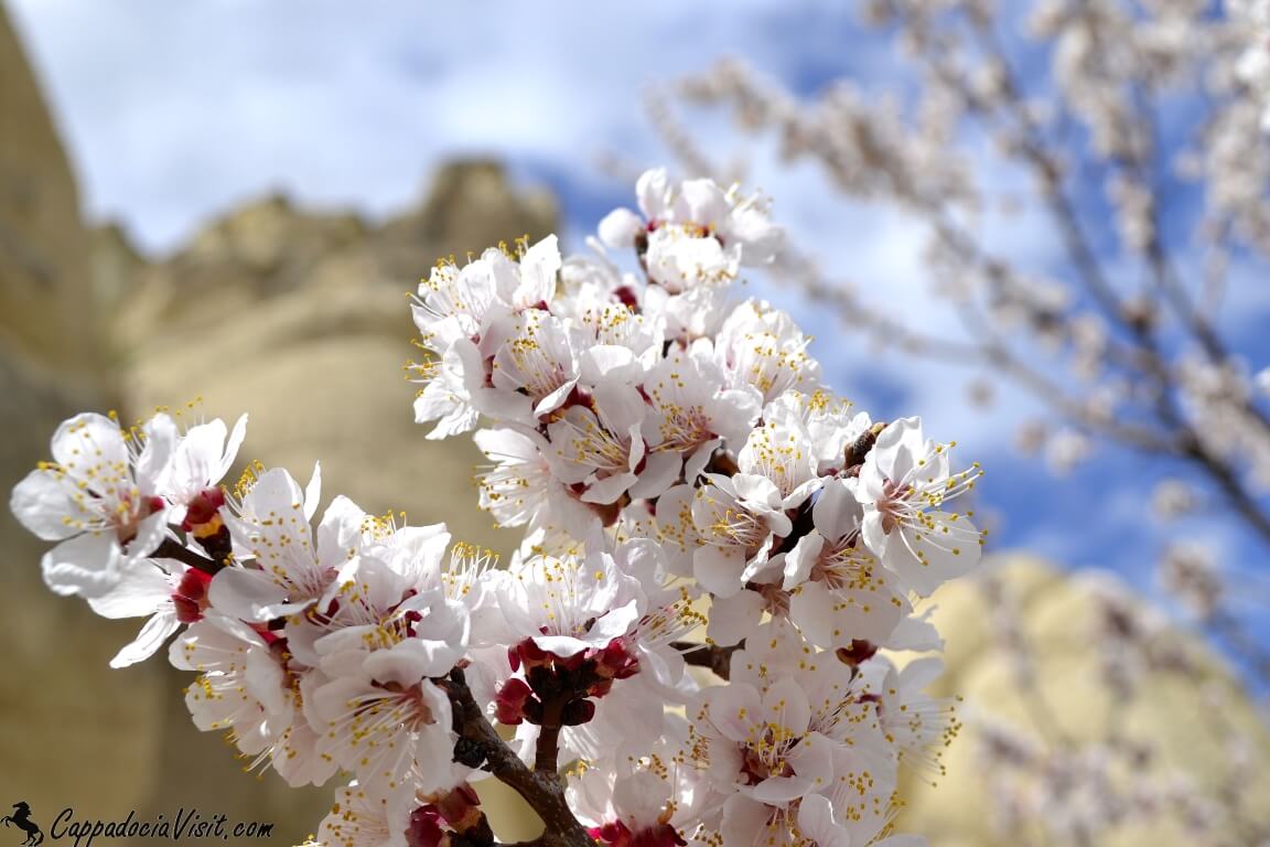 Абрикосовые цветы - Цветущее абрикосовое дерево