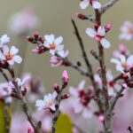 Цветы миндаля - Весенняя фотосессия в Каппадокии